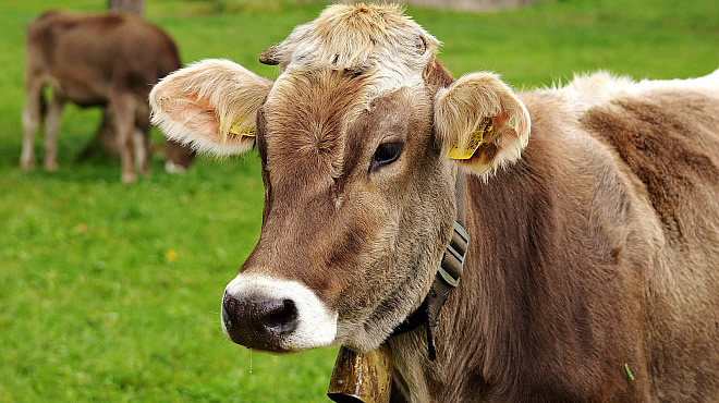 Wangen im Allgäu - JUFA Hotel&nbsp;***&nbsp;Superior (Westerwald) - 25. Foto